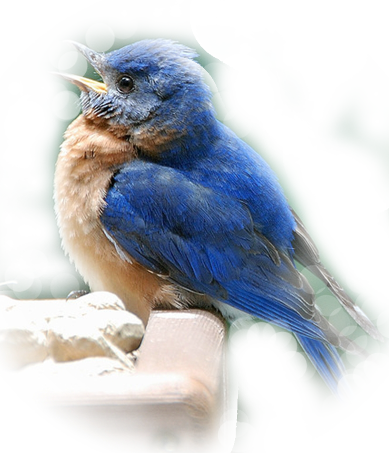petite fille et l'oiseau bleu