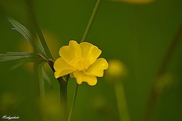 petite fleur jaune